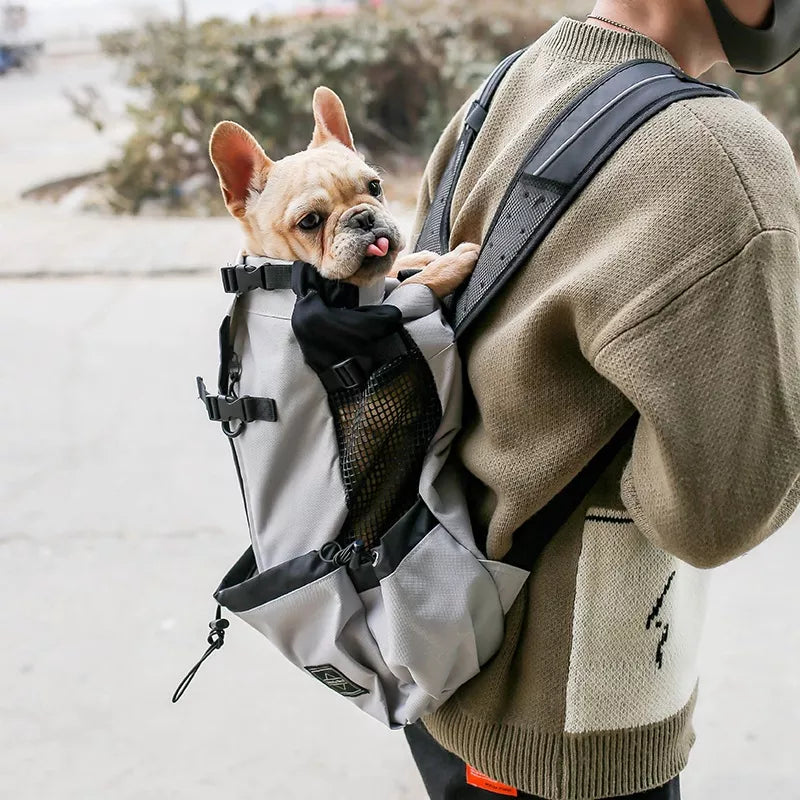 Puppy in a backpack online