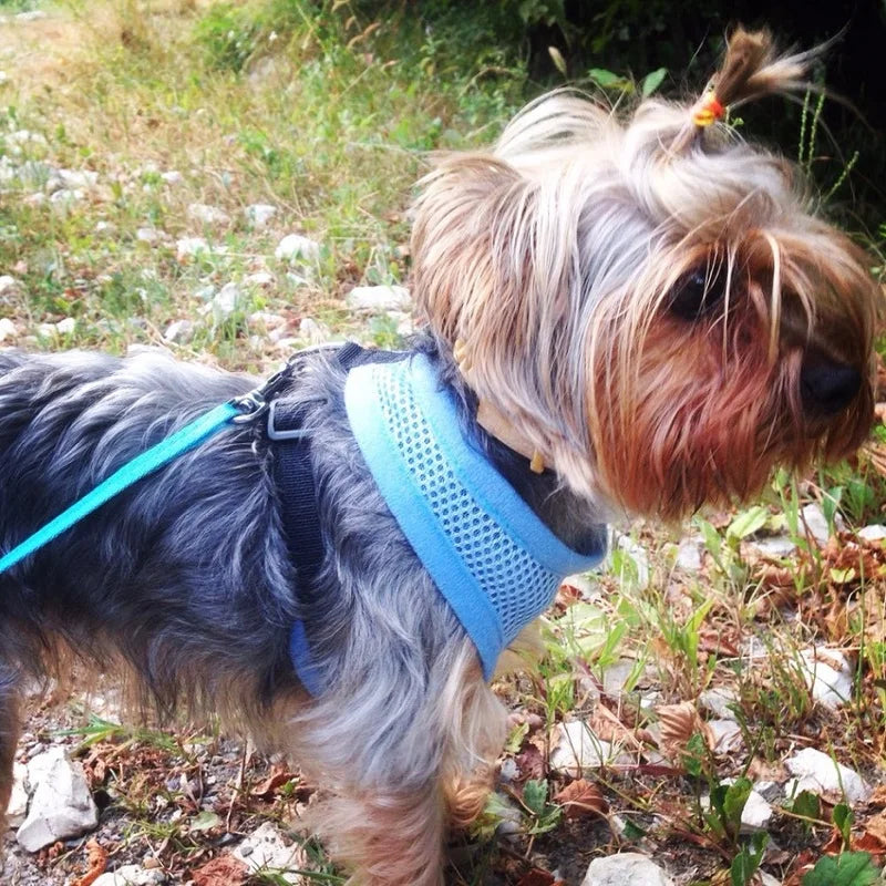 Nylon Adjustable Dog Harness - MASS FABRICATIONS