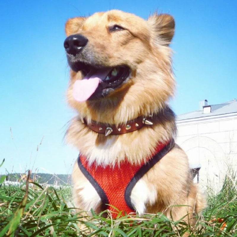 Nylon Adjustable Dog Harness - MASS FABRICATIONS