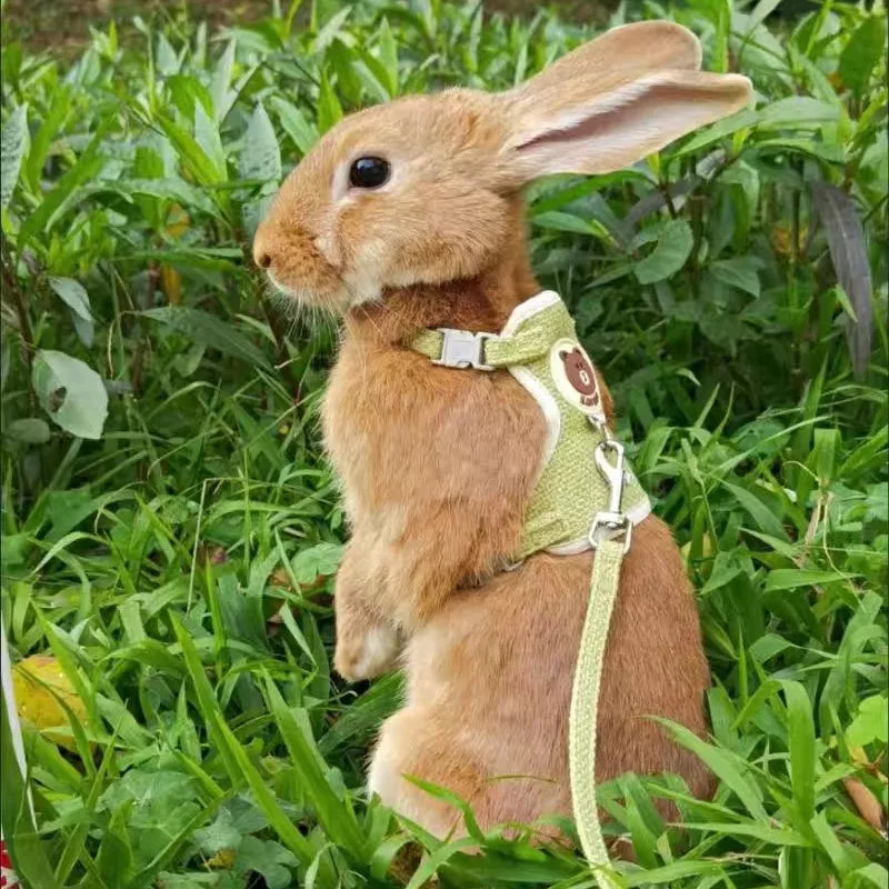 Pet Bunny / Cat Harness and Leash - MASS FABRICATIONS 